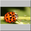 Harmonia axyridis - Asiatischer Marienkaefer 10.jpg